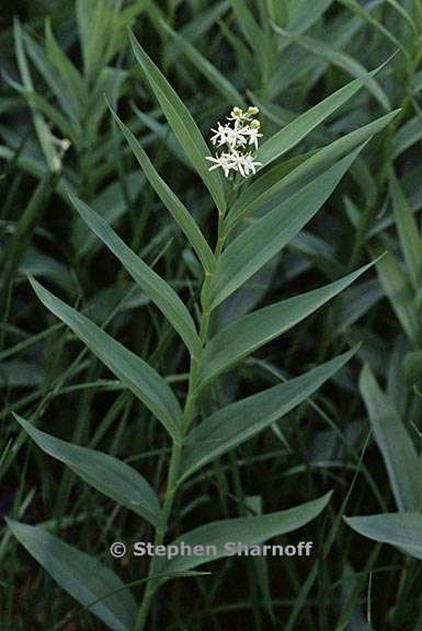 3maianthemum stellatum 4 graphic